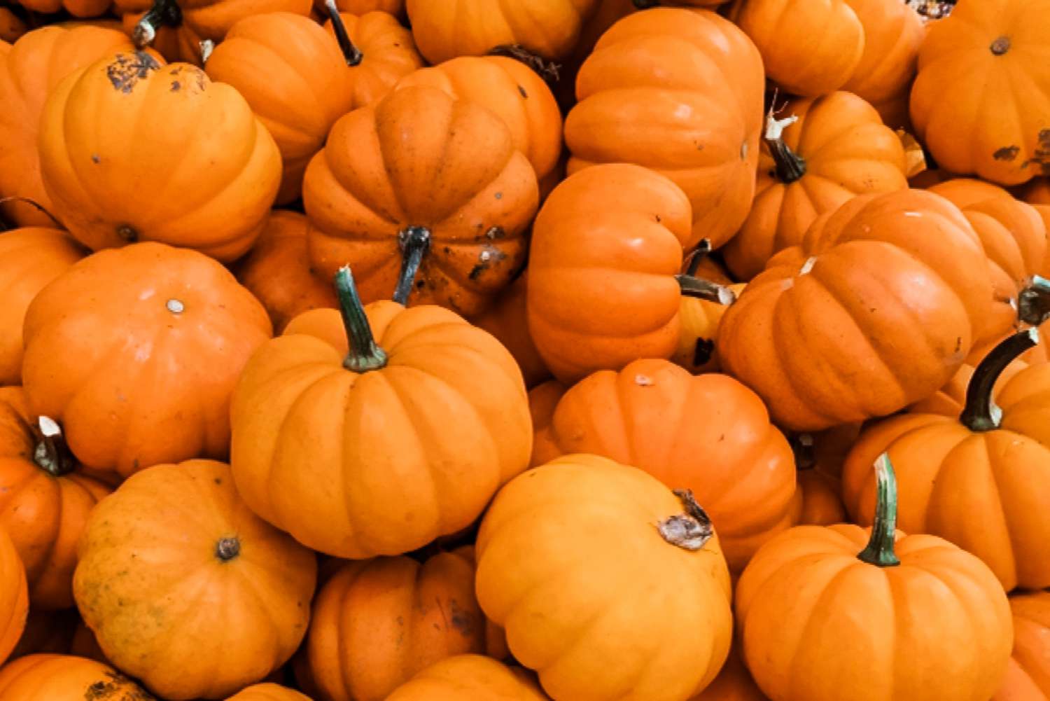 Pumpkin powder -S